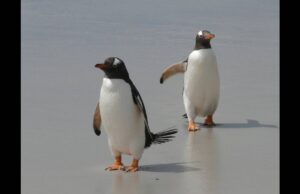 Οι «Αυτοκρατορικοί Πιγκουίνοι» κινδυνεύουν με αφανισμό