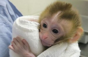 Καινούργια μέθοδος που δίνει ελπίδα σε μικρά αγοράκια με καρκίνο να μπορέσουν στο μέλλον να αποκτήσουν βιολογικά παιδιά!