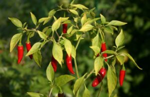 Φάτε πιπεριές τσίλι! Μειώνουν τον κίνδυνο πρόωρου θανάτου από έμφραγμα ή εγκεφαλικό