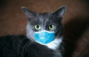 Οι γάτες μπορούν να κολλήσουν κοροναϊό από τους ανθρώπους – Δύο περιπτώσεις γατών στις ΗΠΑ