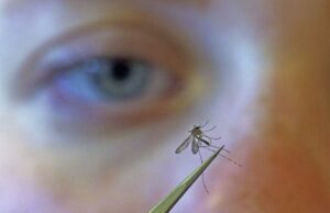 Κύπριος καθηγητής δημιούργησε μεταλλαγμένα κουνούπια (Βίντεο)