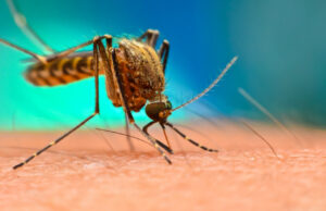 Solved: Ανακαλύφθηκε γιατί αντέχουν τα κουνούπια στα εντομοκτόνα