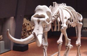 Η CIA χρηματοδοτεί την ανάσταση του τριχωτού μαμούθ