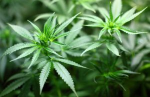 Μειωμένα είναι τα ποσοστά παχυσαρκίας στους χρήστες μαριχουάνας, σύμφωνα με έρευνα
