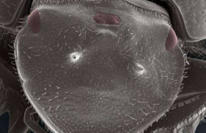 Επιστήμονες δημιούργησαν σκαθάρι με τρία μάτια