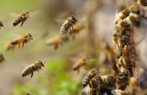 Ανησυχητικά υψηλή η θνησιμότητα των μελισσών, λένε οι Βούλγαροι μελισσοκόμοι