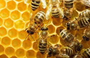 Οι μέλισσες ξέρουν καλύτερα μαθηματικά από σένα – Το επιβεβαιώνει και η επιστήμη!
