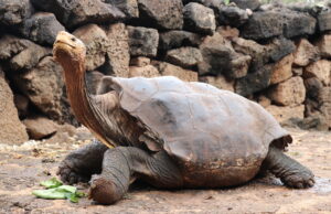 Ντιέγκο: Η χελώνα με τις υψηλές αποδόσεις στο σεξ που έσωσε το είδος της