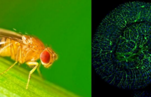 Η μύγα των φρούτων αποκαλύπτει τα μυστικά της αγγειογένεσης κατά την εντερική φλεγμονή και τον καρκίνο