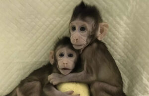 Κινέζοι κλωνοποίησαν μαϊμούδες – Ακόμη ένα βήμα για κλωνοποίηση ανθρώπων (Φωτογραφίες)