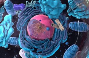 Νέος μηχανισμός ελέγχου της γήρανσης ανακαλύφθηκε από ερευνητές στην Κρήτη