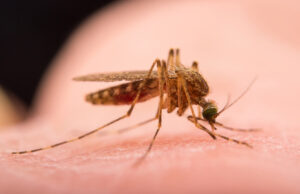 Προβληματισμός για ασθένειες που μεταφέρονται από τα κουνούπια στους ανθρώπους