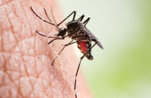 Γιατί τα κουνούπια προτιμούν, να τσιμπούν μερικούς ανθρώπους, ενώ άλλους όχι;