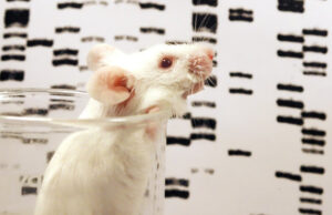 Σαν σήμερα αποκαλύπτεται ότι το 80% των γονιδίων των ποντικών είναι το ίδιο με τους ανθρώπους