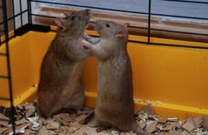 Μελέτη: Πώς θα προκαλέσετε κατάθλιψη σε ένα κυρίαρχο αρσενικό