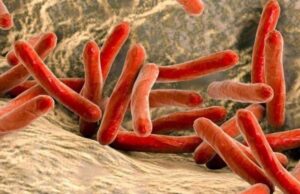 Πώς μια από τις αρχαιότερες νόσους μπορεί να μας χαρίσει… νέο ήπαρ