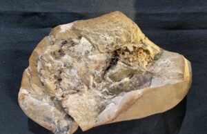 Βιολογία: Βρέθηκε σε αρχαίο ψάρι το απολίθωμα της αρχαιότερης καρδιάς ηλικίας 380 εκατομμυρίων ετών