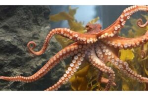 Άνθρωποι και χταπόδια έχουν κοινά (γνωστικά) γονίδια