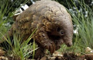 Μην τους φάτε! Οι παγκολίνοι μπορούν να μολύνουν τους ανθρώπους με τον ιό, λέει νέα έρευνα