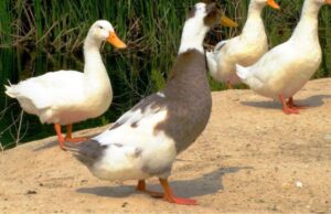 Βουλγαρία: Οι αρχές ανακοίνωσαν νέα κρούσματα της γρίπης των πτηνών