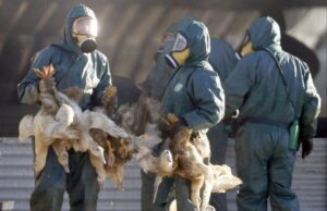 Γρίπη των πτηνών: Πενήντα εκατομμύρια πουλερικά θανατώθηκαν στη χειρότερη επιδημία στην Ευρώπη