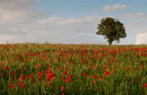 Γιατί η Άνοιξη ξεκινά επίσημα από αύριο;