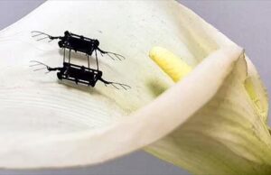 Ρομποτικές πυγολαμπίδες σε αποστολές έρευνας και διάσωσης