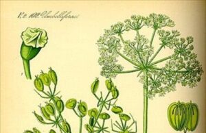 Εντοπίστηκε το εξαφανισμένο αρχαίο θαυματουργό φυτό σίλφιον;