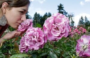 Μπορεί η «σωστή» οσμή να μας κάνει πιο παραγωγικούς;