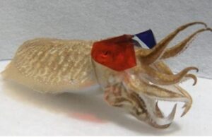 Επιστήμονες έβαλαν 3D γυαλιά σε σουπιά και της έδειξαν βίντεο – Τα αποτελέσματα εκπλήσσουν