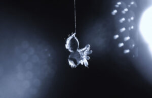 Το ερώτημα που μας κρατά ξύπνιους τη νύχτα: Κοιμούνται οι αράχνες;