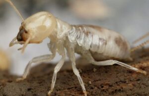 Γιγάντιοι τερμίτες στην Αυστραλία τρώνε μέχρι και άσφαλτο (Βίντεο)