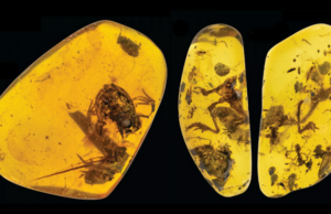 Βάτραχοι ηλικίας 99 εκατομμυρίων ετών, σε κεχριμπάρι