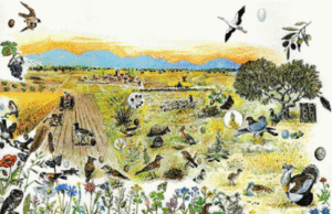 SOS για τη βιο-ποικιλότητα