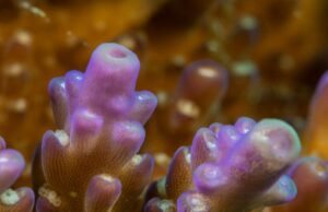 Βρέθηκε ο πρώτος οργανισμός που παράγει χλωροφύλλη, αλλά δεν κάνει φωτοσύνθεση