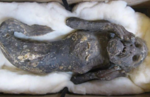 Λύθηκε το μυστήριο της γοργόνας της Ιαπωνίας