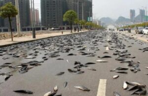 «Έβρεξε» ψάρια στην Αυστραλία