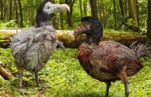 Επιστήμονες θέλουν να ξαναφέρουν στην ζωή το εξαφανισμένο πτηνό