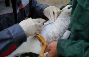 Γρίπη των πτηνών: Μια εκκολαπτόμενη νέα πανδημία;