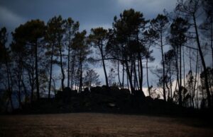 Κλιματική αλλαγή: Γενετικά τροποποιημένo δάσος φυτεύτηκε για πρώτη φορά στις ΗΠΑ