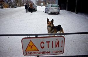 Μπορούν τα σκυλιά του Τσερνόμπιλ να μας διδάξουν νέους τρόπους επιβίωσης;