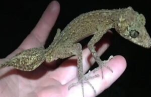 «Σα μικροσκοπικός δράκος»: Νέο είδος γκέκο ανακαλύφθηκε σε νησί του Κουίνσλαντ