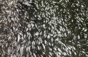 Τι είναι η «ερυθρά παλίρροια» και γιατί σκοτώνει τα ψάρια της Φλόριντα;