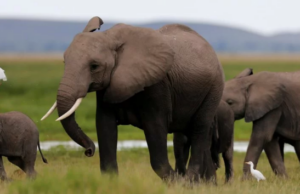 Η μάζα των εκτρεφόμενων ζώων ξεπερνά 30 φορές τα άγρια θηλαστικά