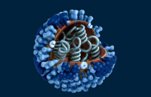 Γρίπη: Από πού προήλθε ο ιός; Η απάντηση ίσως κολυμπά στη θάλασσα