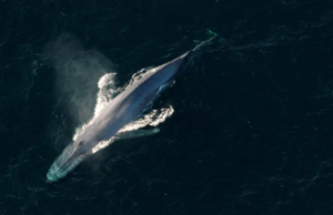 Συνθήκη για την Ανοιχτή Θάλασσα: Τι προβλέπει η ιστορική συμφωνία για τους ωκεανούς