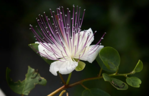 Κάππαρη: Η κρυφή νυχτερινή ζωή ενός πολυτάλαντου φυτού