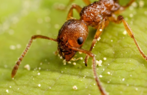 Τα μυρμήγκια μπορούν να μυρίσουν τον καρκίνο