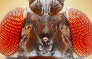 Ο πρώτος πλήρης χάρτης εγκεφάλου εντόμου είναι γεγονός (ΕΙΚΟΝΕΣ+ΒΙΝΤΕΟ)