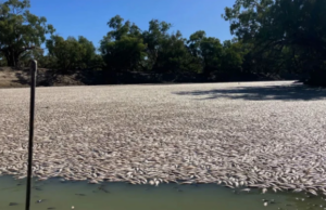 Εκατομμύρια ψάρια νεκρά σε ποταμό της Αυστραλίας (ΒΙΝΤΕΟ)